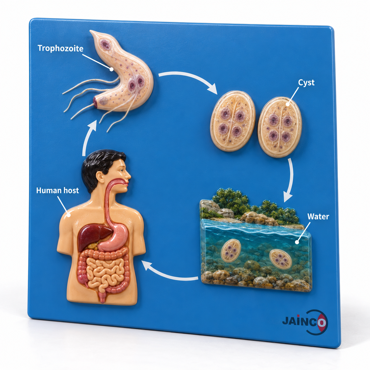 Life Cycle of Giardia Lamblia Model